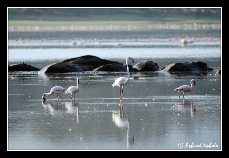 07 Safari Kenya